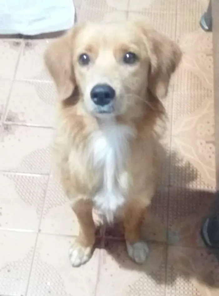Cachorro ra a SDR idade 2 anos nome Lupita