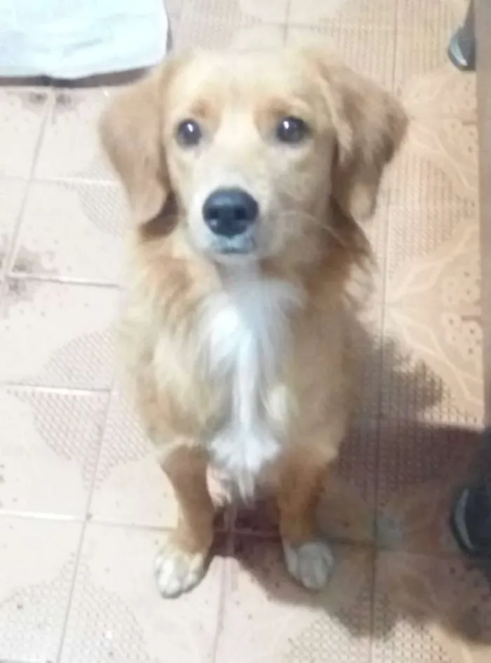 Cachorro ra a SDR idade 2 anos nome Lupita