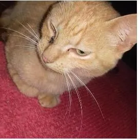 Gato ra a Cymic idade 1 ano nome Amarelo 