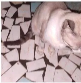 Gato ra a Siamês  idade 7 a 11 meses nome Cansado