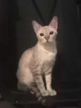 Akira