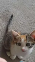 Lilica