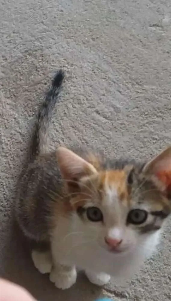 Gato ra a Srd idade 2 a 6 meses nome Lilica