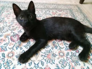 Gato raça SRD idade 2 a 6 meses nome Kit-Kat
