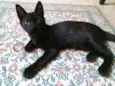 Kit-Kat