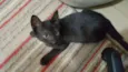 Kit-Kat