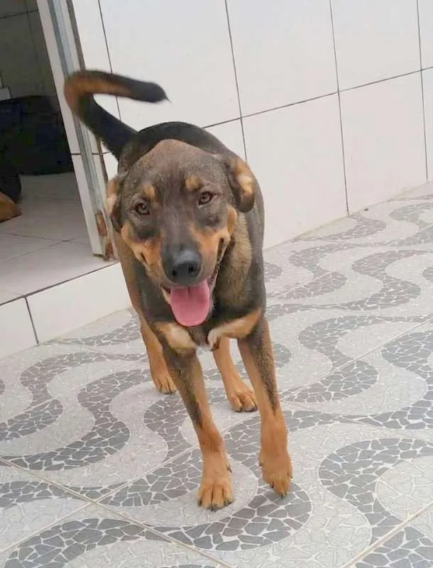 Cachorro ra a SRD idade 5 anos nome Tango