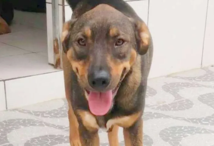 Cachorro ra a SRD idade 5 anos nome Tango