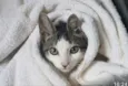 Tom 