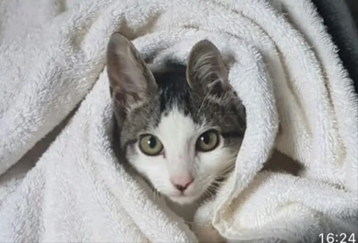 Gato ra a SRD idade 2 a 6 meses nome Tom 