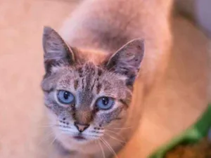 Gato raça SRD idade 5 anos nome Estelar