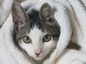 Gato raça SRD idade 2 a 6 meses nome Tom 