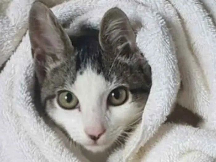 Gato ra a SRD idade 2 a 6 meses nome Tom 