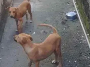 Cachorro raça Fila RACEADO idade 2 a 6 meses nome SEM NOME