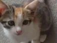 Lilica