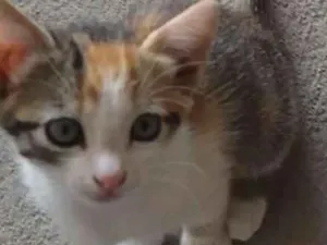 Gato raça Srd idade 2 a 6 meses nome Lilica