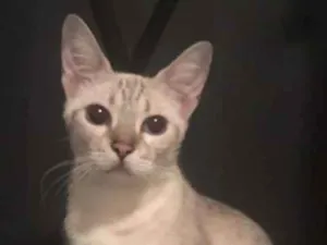 Gato raça SRD idade 2 anos nome Akira 