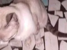 Gato ra a Siamês  idade 7 a 11 meses nome Cansado