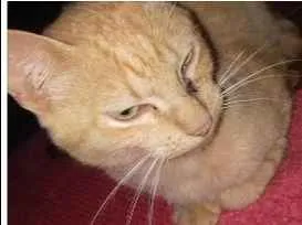 Gato ra a Cymic idade 1 ano nome Amarelo 