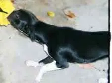 Cachorro raça Vira lata idade 6 ou mais anos nome Dog