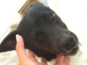 Cachorro raça Vira Lata idade 7 a 11 meses nome Luke