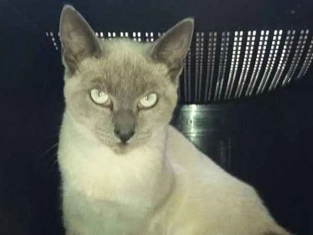 Gato ra a srd idade 2 a 6 meses nome Margot