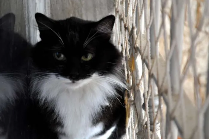 Gato ra a SRD idade 2 anos nome Michel Teló