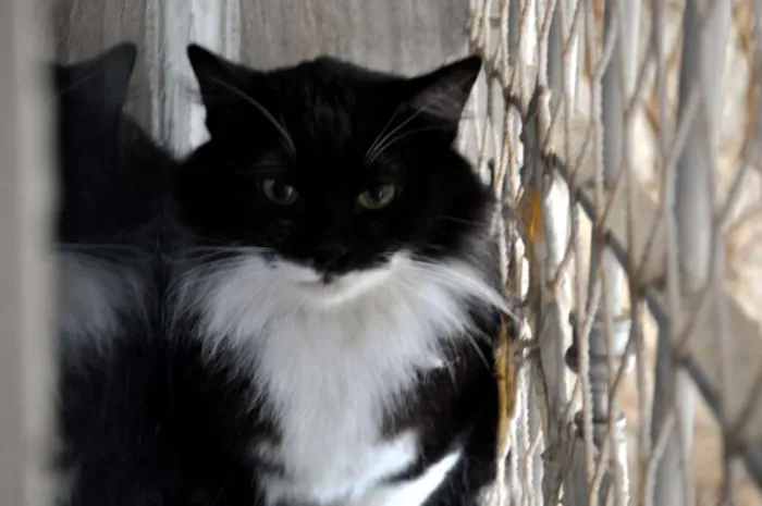Gato ra a SRD idade 2 anos nome Michel Teló