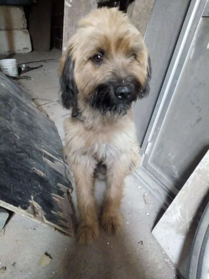 Cachorro raça Híbrido idade 2 a 6 meses nome Bingo