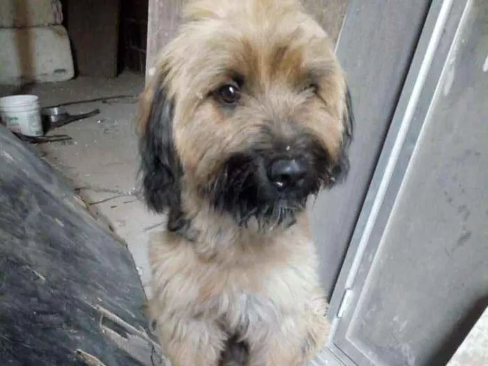 Cachorro raça Híbrido idade 2 a 6 meses nome Bingo