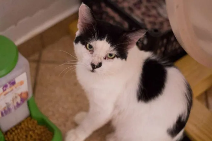 Gato ra a SRD idade 2 anos nome Valente