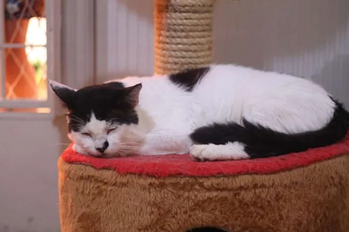 Gato ra a SRD idade 2 anos nome Valente