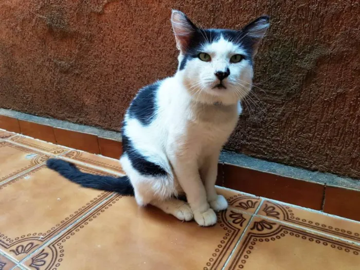 Gato ra a SRD idade 2 anos nome Valente