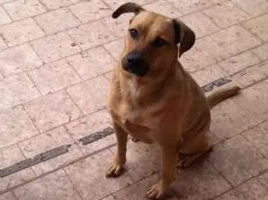 Cachorro ra a srd idade 3 anos nome Maya