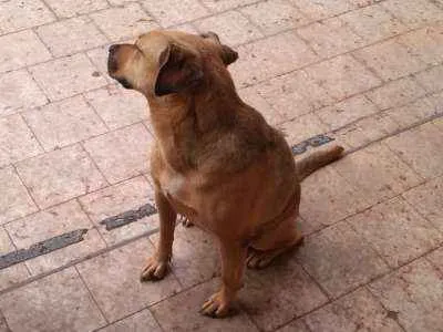 Cachorro ra a srd idade 3 anos nome Maya