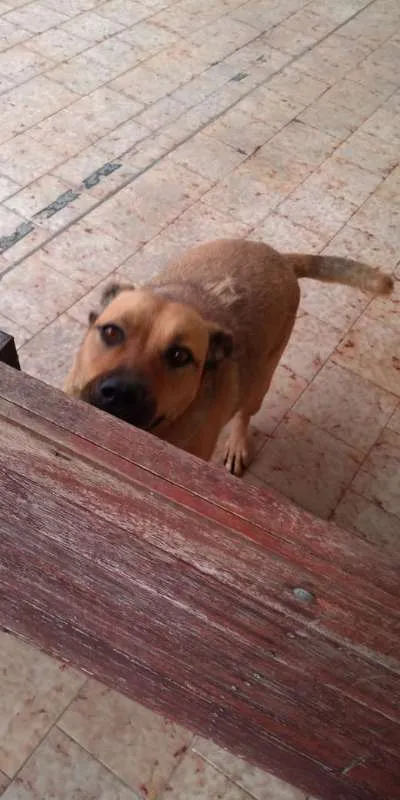 Cachorro ra a srd idade 3 anos nome Maya