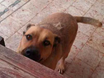 Cachorro ra a srd idade 3 anos nome Maya