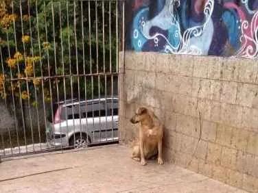 Cachorro ra a srd idade 3 anos nome Maya