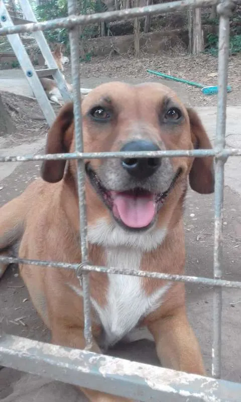 Cachorro ra a srd idade 3 anos nome Bombom