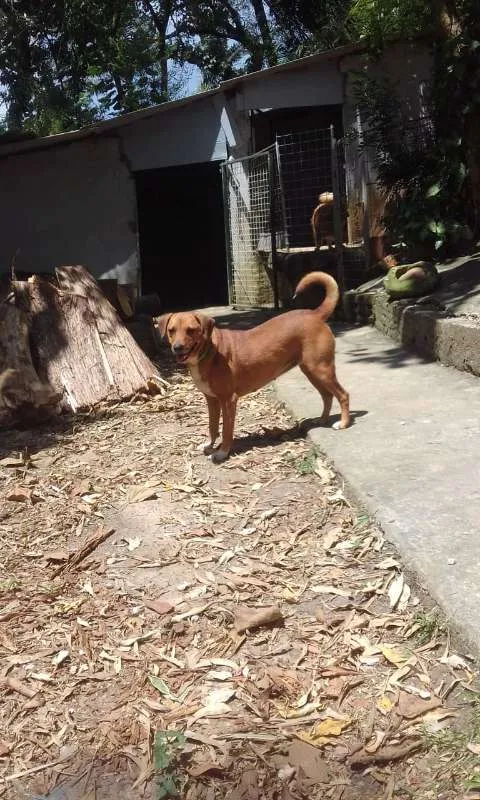 Cachorro ra a srd idade 3 anos nome Bombom