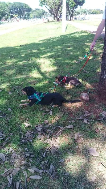 Cachorro ra a SRD idade 2 a 6 meses nome LUANA Princesa!