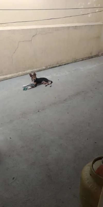 Cachorro ra a SRD idade 2 a 6 meses nome LUANA Princesa!