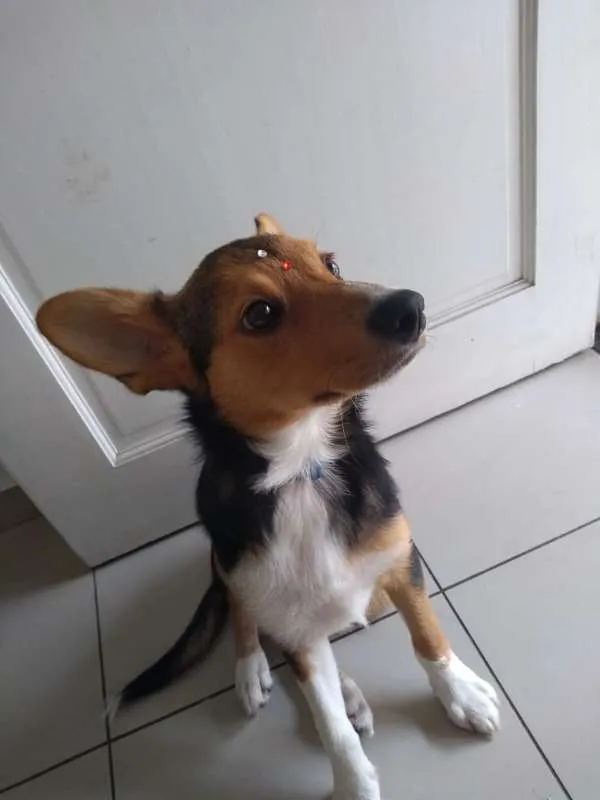 Cachorro ra a SRD idade 2 a 6 meses nome LUANA Princesa!