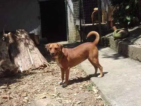 Cachorro ra a srd idade 3 anos nome Bombom