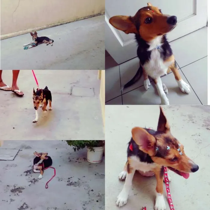 Cachorro ra a SRD idade 2 a 6 meses nome LUANA Princesa!