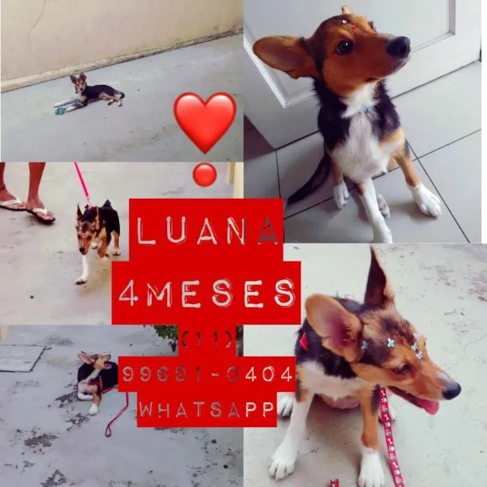 Cachorro ra a SRD idade 2 a 6 meses nome LUANA Princesa!