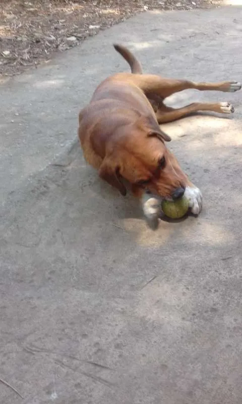 Cachorro ra a srd idade 3 anos nome Bombom