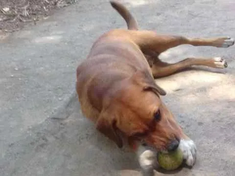 Cachorro ra a srd idade 3 anos nome Bombom