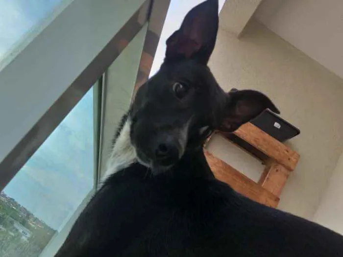 Cachorro raça SRD idade 1 ano nome Dante