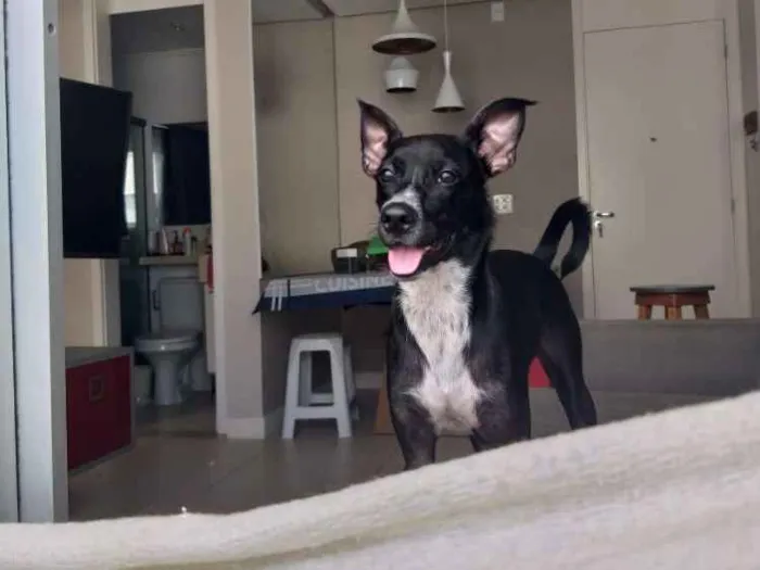 Cachorro raça SRD idade 1 ano nome Dante